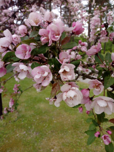 Äppelträ med rosa blommor