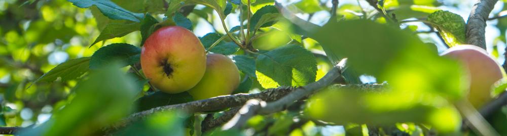 Kolme omenaa omenapuussa.