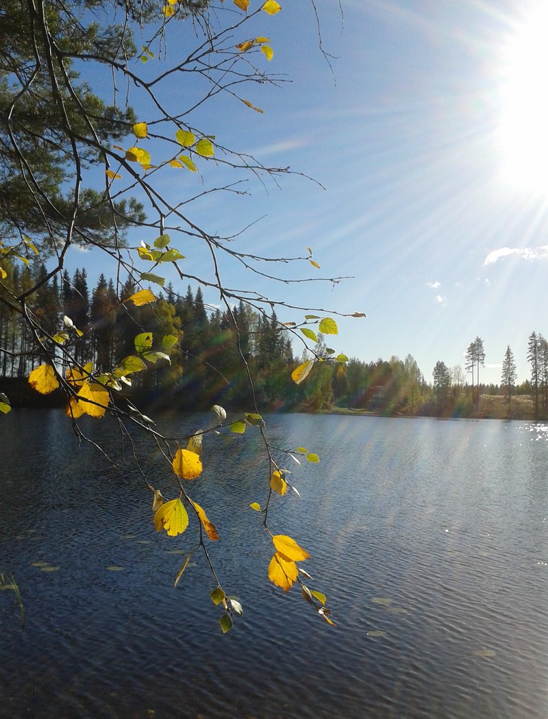 järvi aurinko ja keltaisia lehtiä puussa